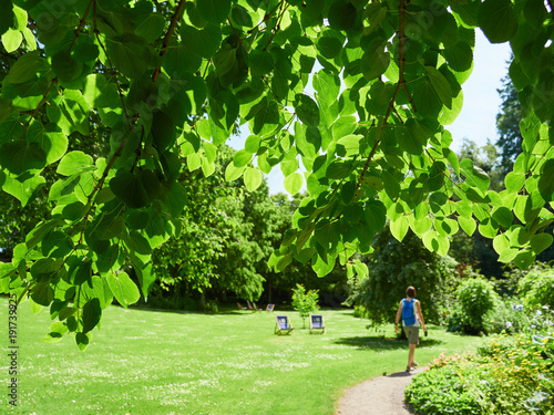 A tourist walking through the Gardens in Northumberland, England, UK. photo