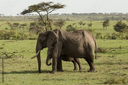 baby elephant and adults in the Maasai Mara  Kenya