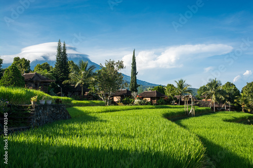Rizière de Munduk - Bali
