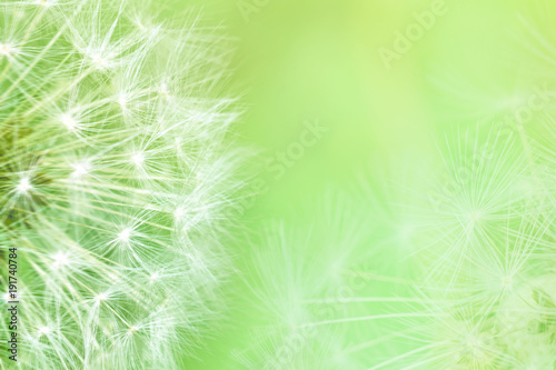 Dandelion seeds closeup blowing on light green background. Greeting card template. Soft toned. Copy space