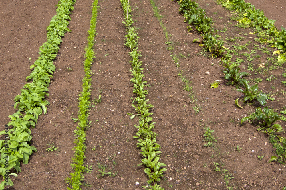 A viariety of young vegetable seedlings growing in rows with some weeds A viariety of young vegetable seedlings growing in rows with some weeds