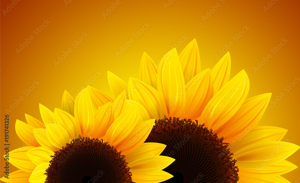 Obraz premium Sunflowers background, romantic flower vector background.