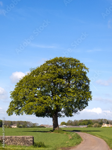 A single track rural country lane passes by a specimen tree and green fields towards a rural Cotswold farm in Gloucestershire, UK