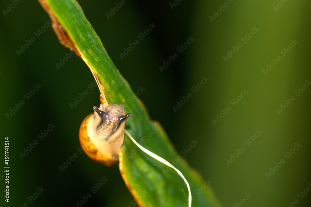 The little snail sitting on a leaf of a plant.