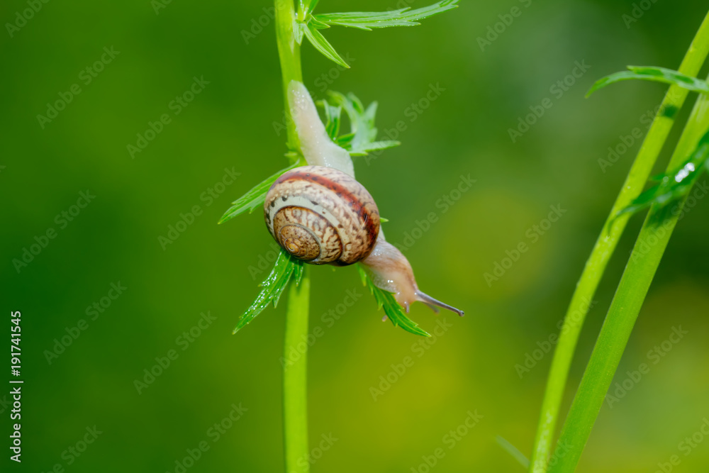 The little snail sitting on a field flower.
