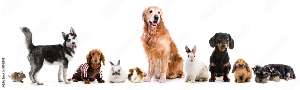 Fototapeta premium Collage of pets isolated on white background