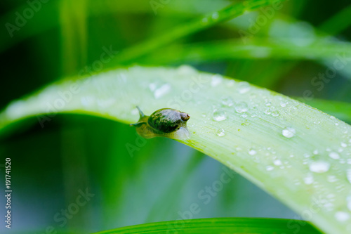 The little snail sitting on a leaf of a plant.