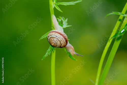 The little snail sitting on a field flower.