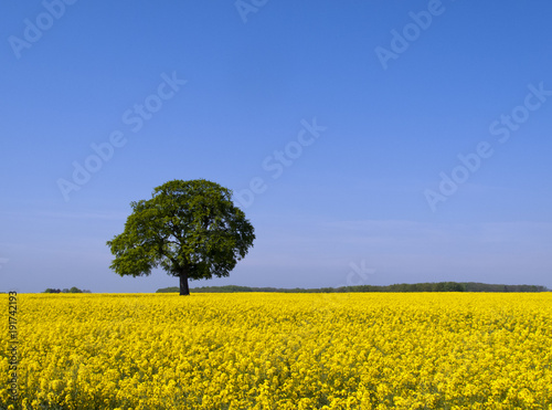 One mature green tree in a vibrant yellow field of flowering oil seed rape under a blue summer sky in rural Gloucestershire, UK