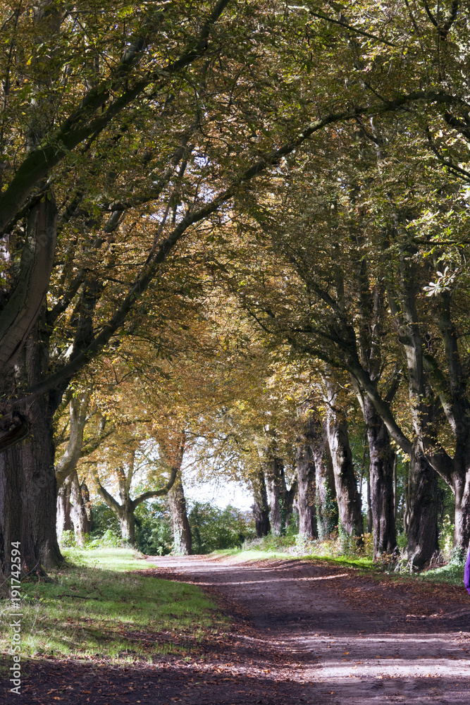 First signs of autumn colour on an avenue of trees by a country lane near Chavenage, Gloucestershire, UK
