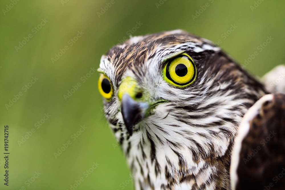 Sparrow-hawk