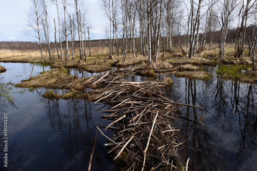 Spring big water of the forest river is blocked by a beaver dam