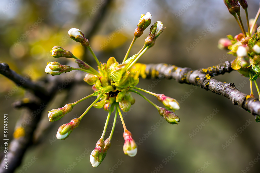 Fototapeta premium Frueh Jahr Kirsch Bluete Knospe im Lenz Garten