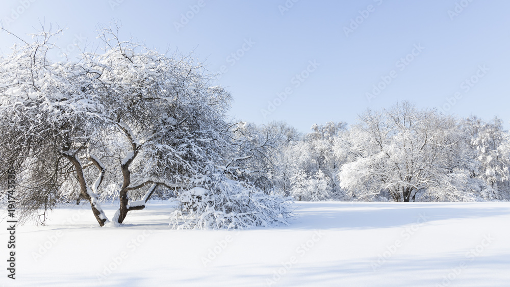 White snow in a winter park White snow in a winter park