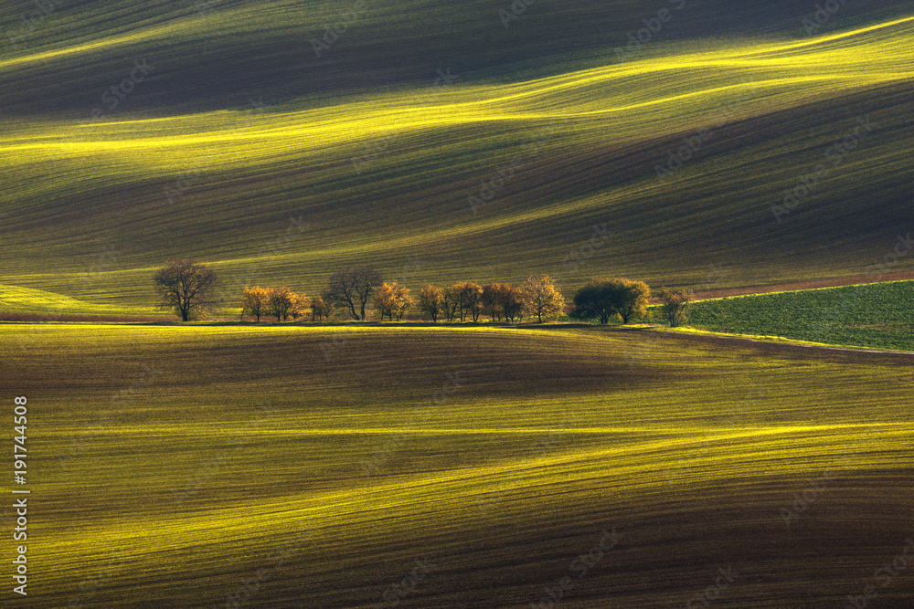 Agricultural Rolling Spring / Autumn Landscape.Natural Landscape In Brown And Yellow Color. Waved Cultivated Row Field With Beautiful Light-Shadows And Tree. Striped Undulating Abstract Plowed Field.