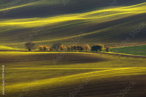 Agricultural Rolling Spring / Autumn Landscape.Natural Landscape In Brown And Yellow Color. Waved Cultivated Row Field With Beautiful Light-Shadows And Tree. Striped Undulating Abstract  Plowed Field.