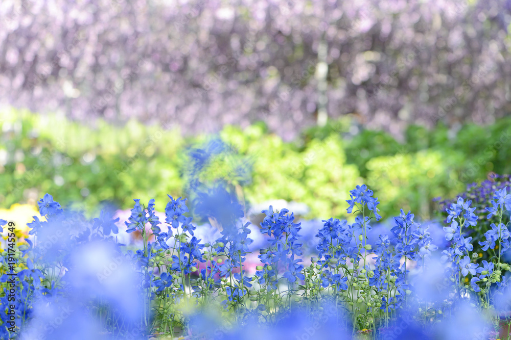 デルフィニウム 青い花 藤棚 花畑 Stock Photo Adobe Stock