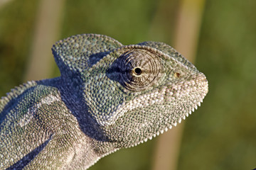 Handdoek met foto Kameleon Afrikaanse basiliskuskameleon op tak  © bennytrapp