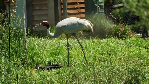 A beautiful herron at the zoo photo