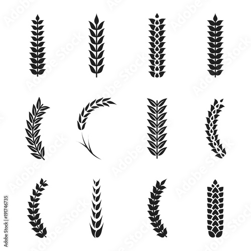 Vector wheat ears icons. Oat and wheat grains