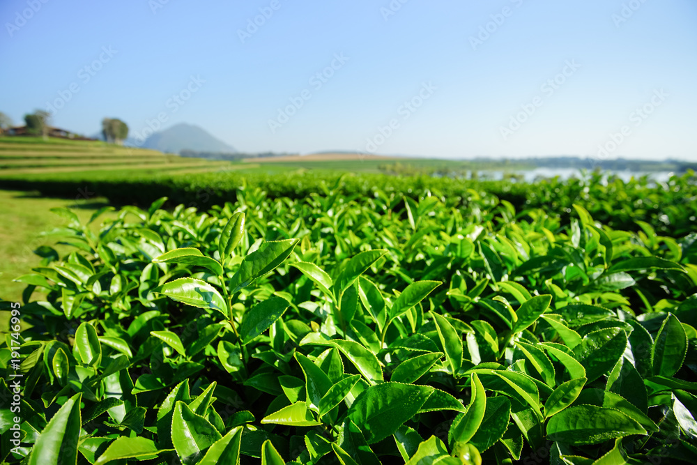 Landscape of tea plantation, Green field