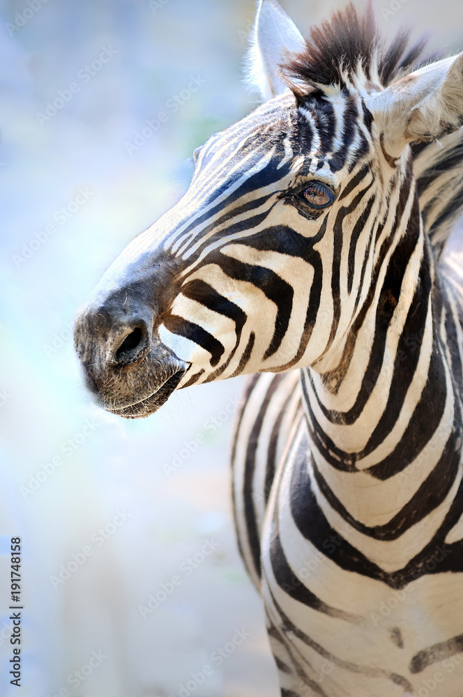 Naklejka premium zebra,