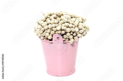 A Bunch of dried white Eriocaulon henryanum Ruhle on pink bucket of water photo