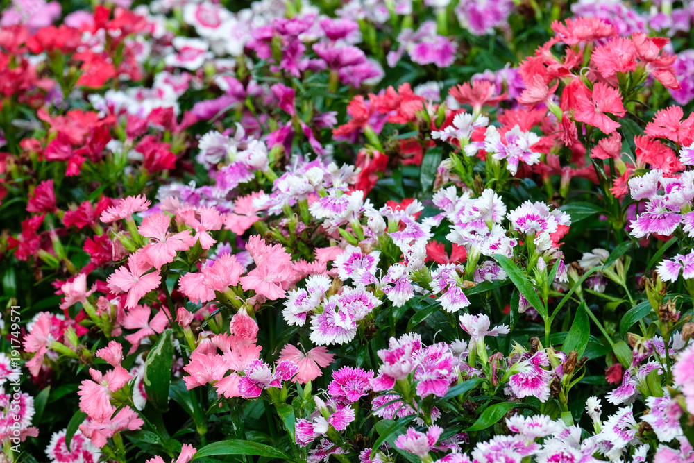 Colorful dianthus barbatus flower, flowerbed of dianthus chinensis flower, outdoor nature background, spring and summer season