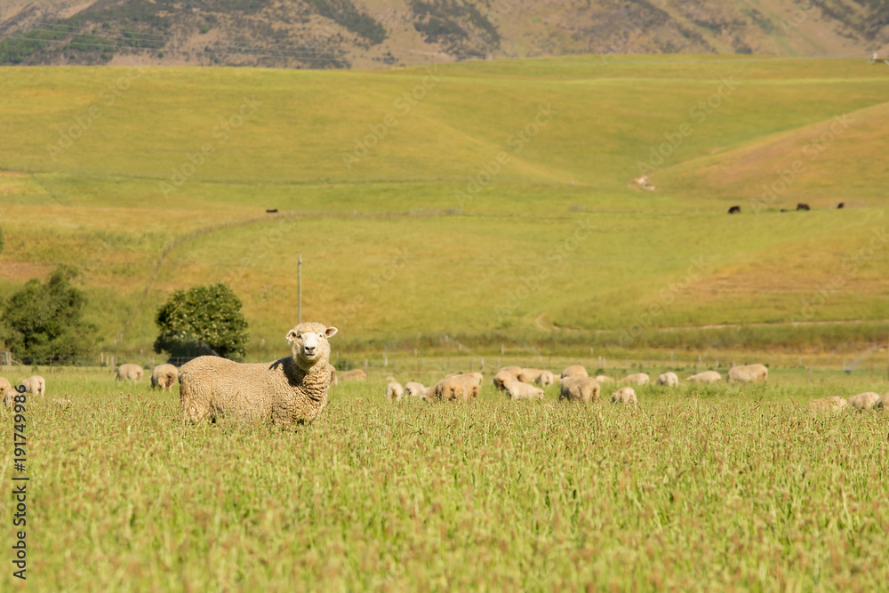Obraz premium Sheep farm animal over green grass field