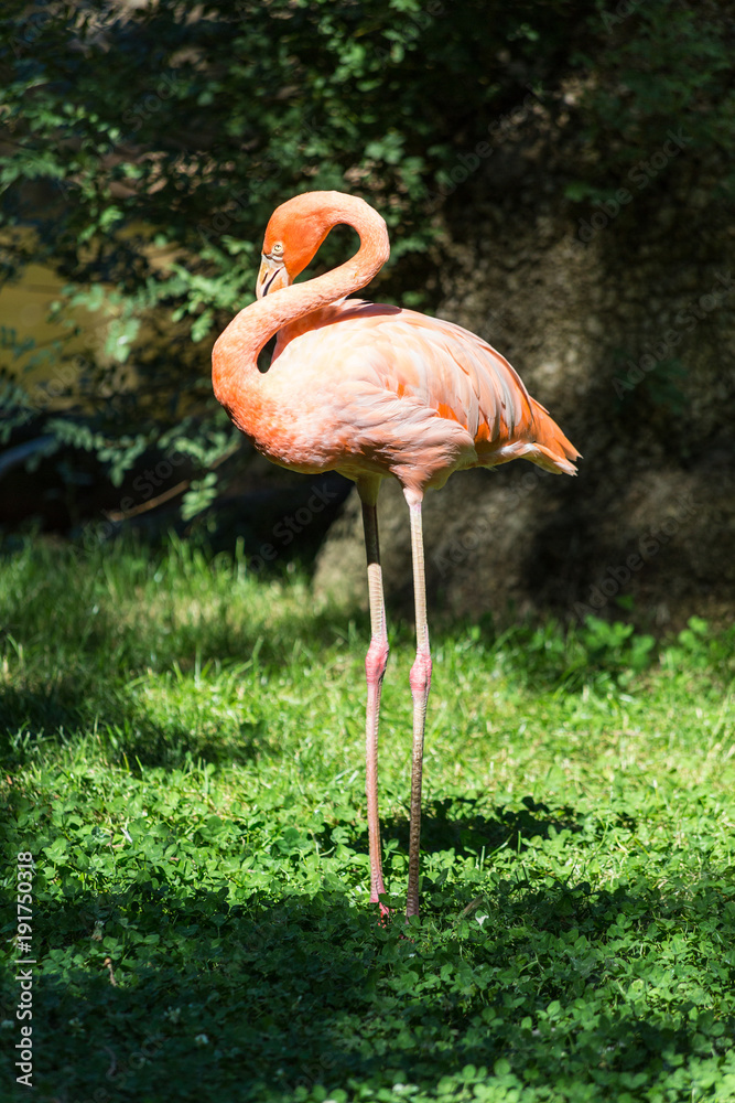 A view of a greater flamingo (Phoenicopterus roseus) A view of a greater flamingo (Phoenicopterus roseus)