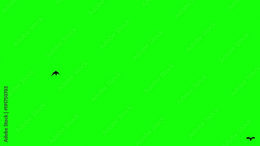 birds fly from horizont birds fly from horizont