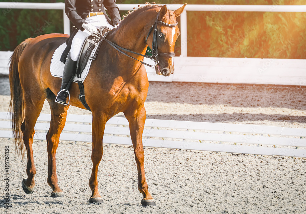 Obraz premium Elegant rider woman and sorrel horse. Beautiful girl at advanced dressage test on equestrian competition. Professional female horse rider, equine theme. Saddle, bridle, boots and other details.