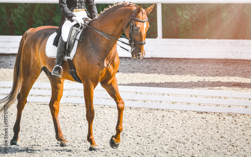 Elegant rider woman and sorrel horse. Beautiful girl at advanced dressage test on equestrian competition. Professional female horse rider, equine theme. Saddle, bridle, boots and other details. © taylon