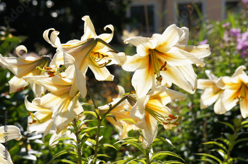 Fototapeta Naklejka Na Ścianę i Meble -  Lilium OT hybrid conca d'or white and yellow flowers in sunlight