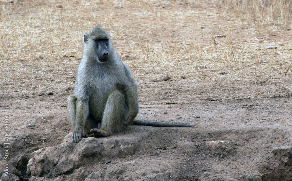 Obraz premium scimmia