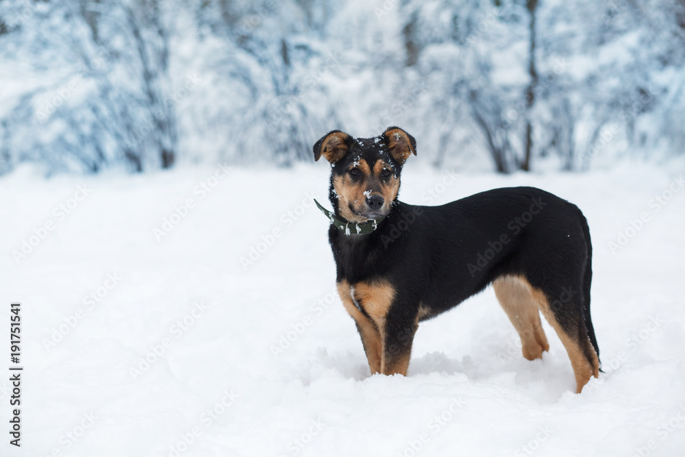 German shepherd puppy dog.