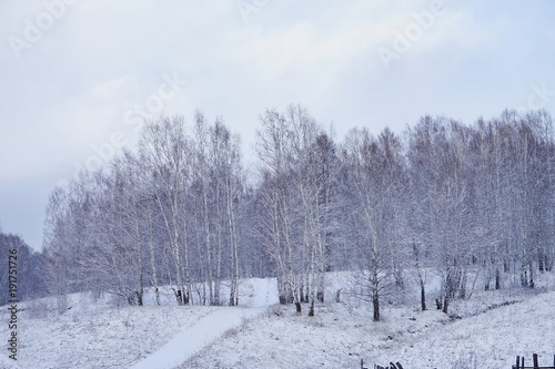 The road climbs up on a snowy hill in the bare birch grove.