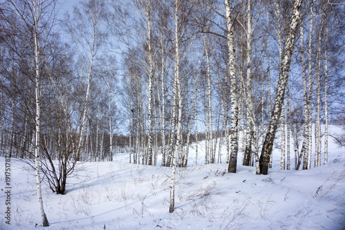 Wallpaper Mural Birch bare trees grow on a snowy hill, against a blue sky. Torontodigital.ca