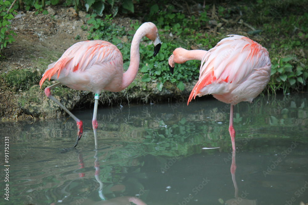 Fenicotteri Rosa