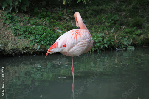 Fenicotteri Rosa