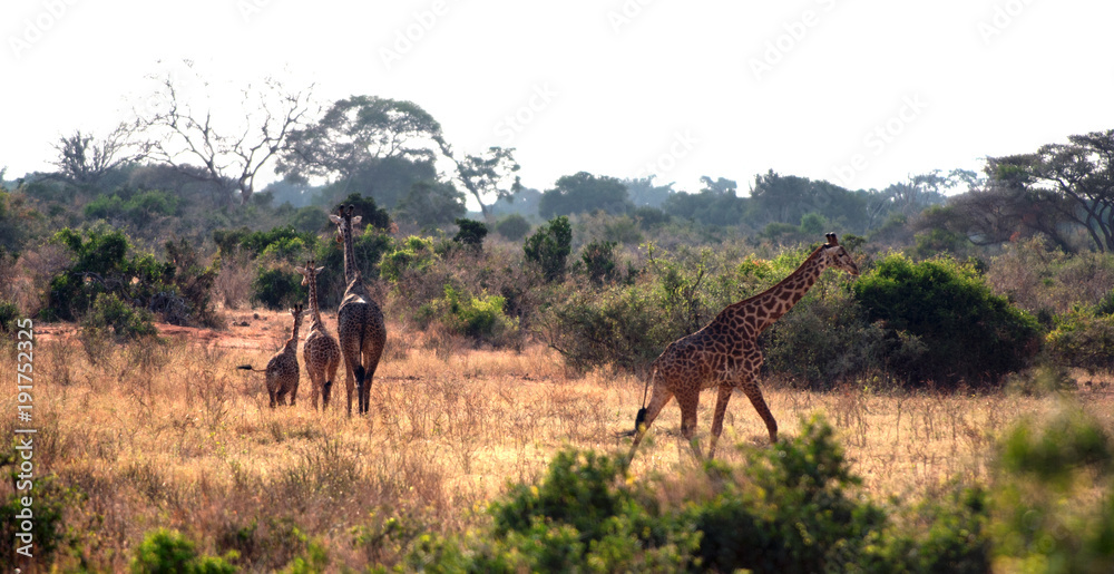 giraffa savana