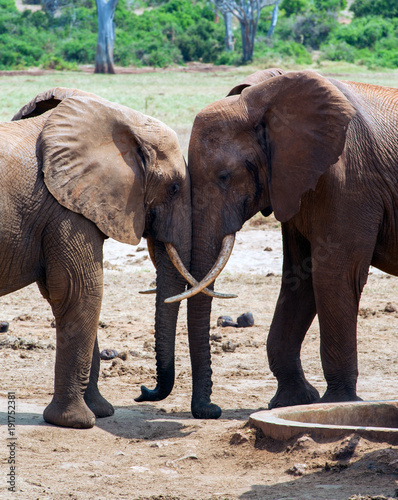 elefante abbraccio