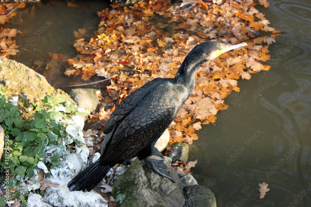 Fototapeta premium Cormorant in sun