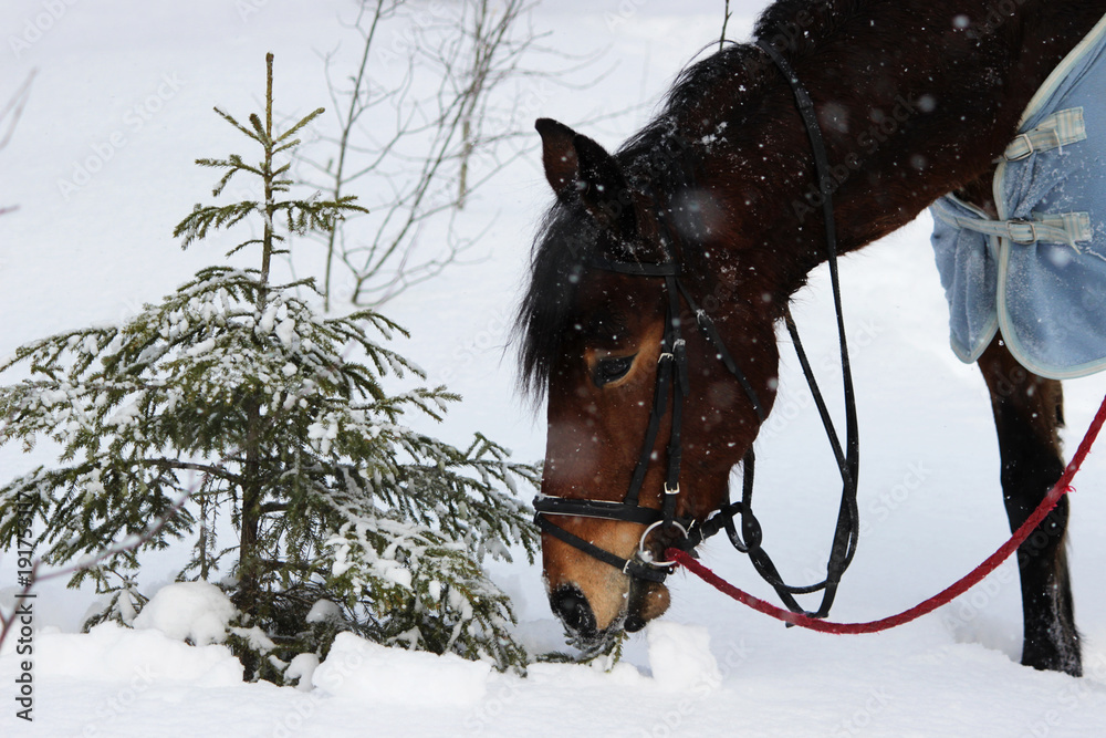 chestnut horse eats at young spruce trees and tree branches.