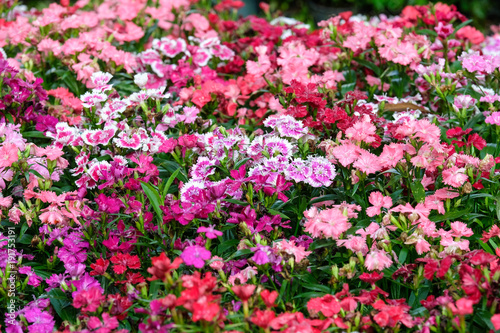 Colorful dianthus barbatus flower, flowerbed of dianthus chinensis flower, outdoor nature background, spring and summer season photo