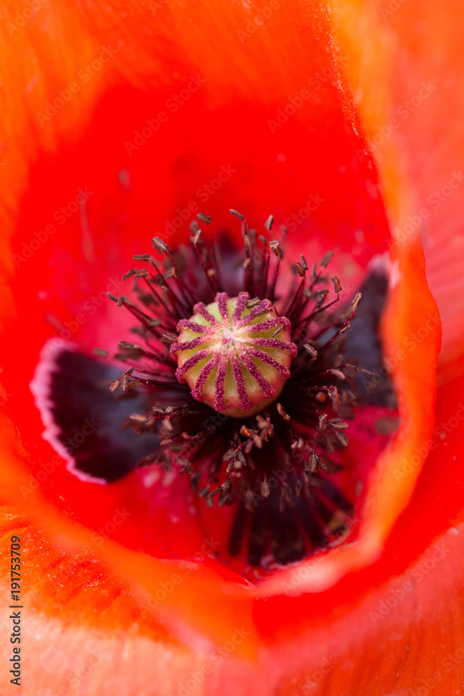 flower, red, macro,summer, poppy, petal flower, red, macro,summer, poppy, petal