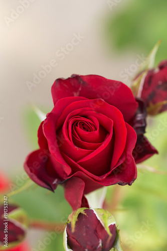 beautiful  flower  gentle  macro  red  rose  wonderful