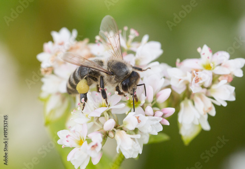 honey, pollen, field, radar,flower, bee © Dmytro