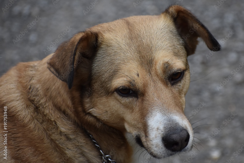 My dog My dog
