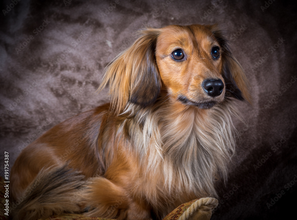 Long haired shaded red miniature male pedigree dachshund Stock Photo |  Adobe Stock